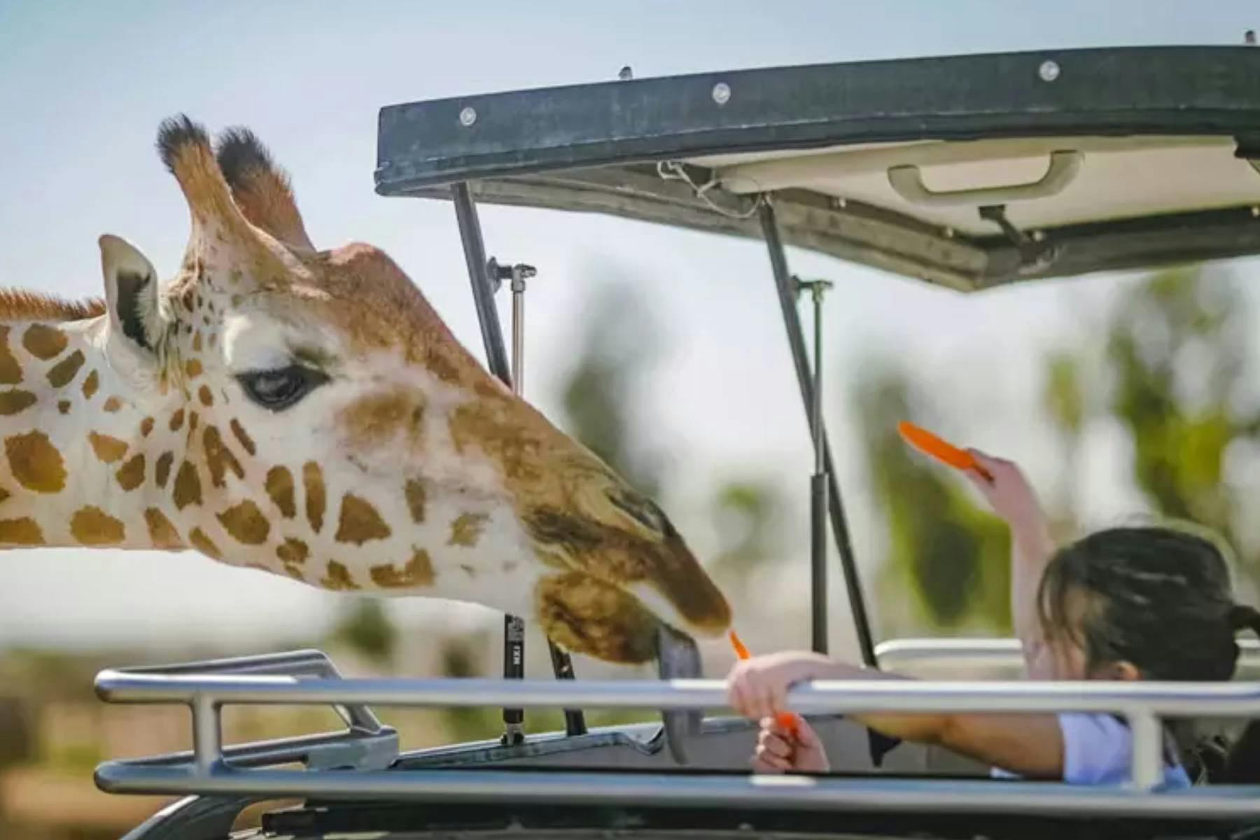 Al Ain Zoo Entry Tickets Tiqets