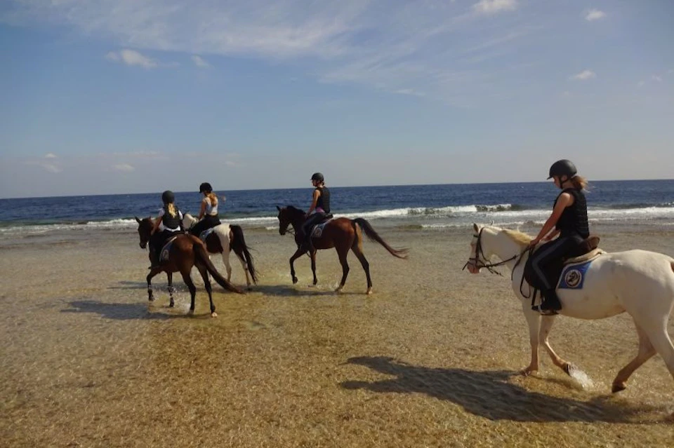 Swimming with horses - Marsa Alam