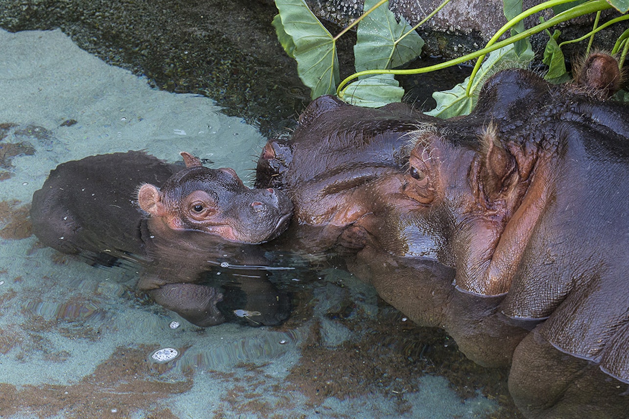 San Diego Zoo - Accommodations in San Diego