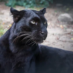 Schwarzer Leopard Coco im Wildkatzenzentrum Felidae