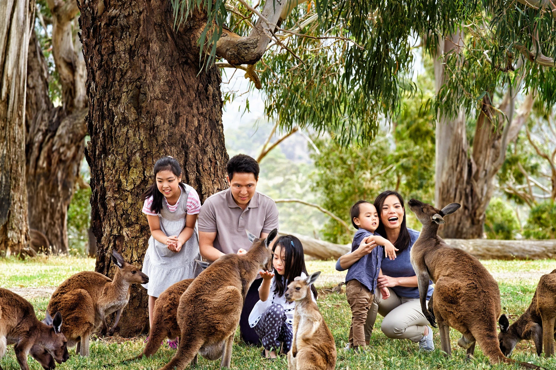 A group of people, including children, interacting with kangaroos under a large tree in a grassy outdoor setting.