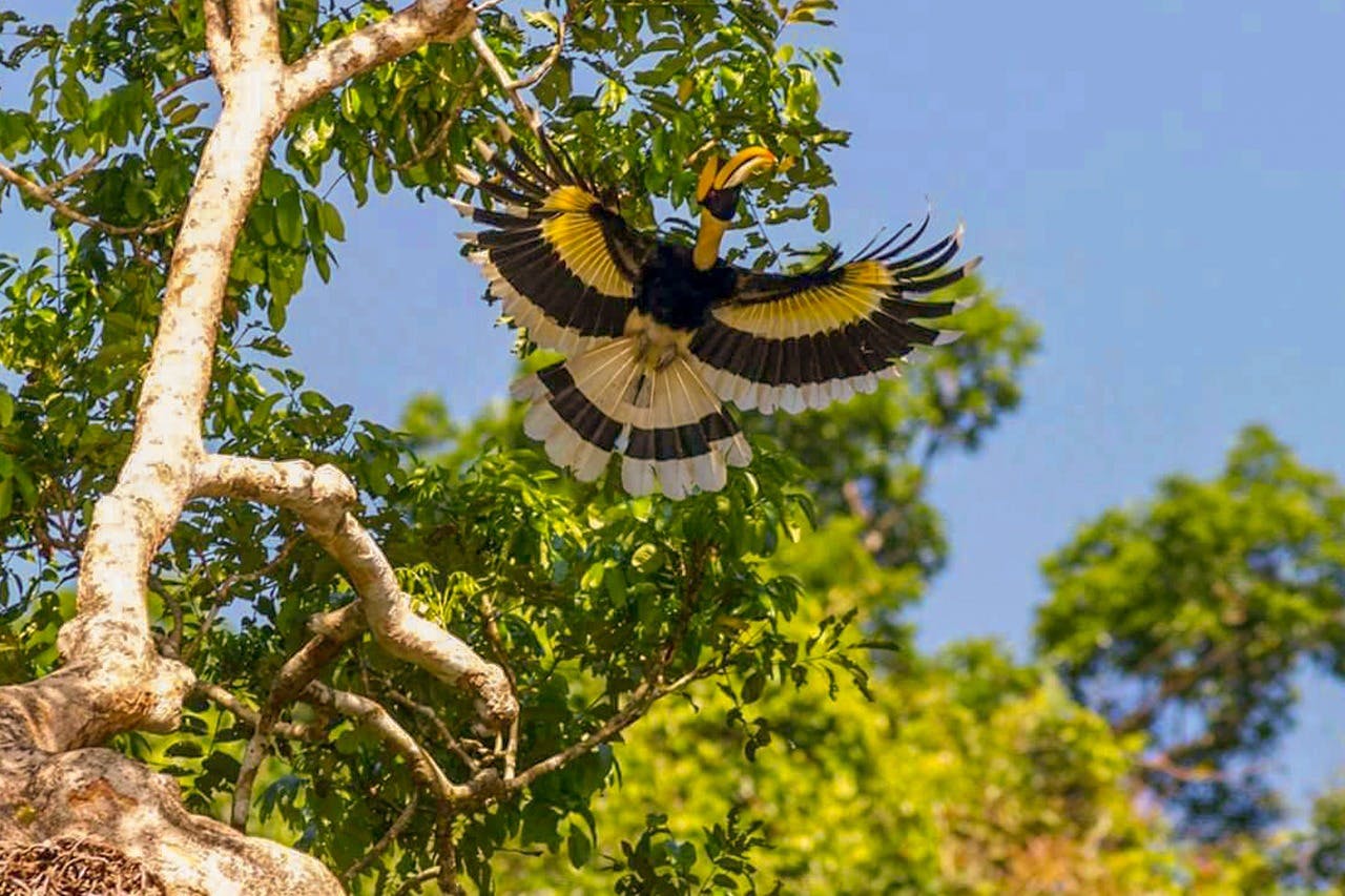 「令人兴奋的鸟类探险之旅：探索不同的鸟类物种和雄伟的犀鸟」