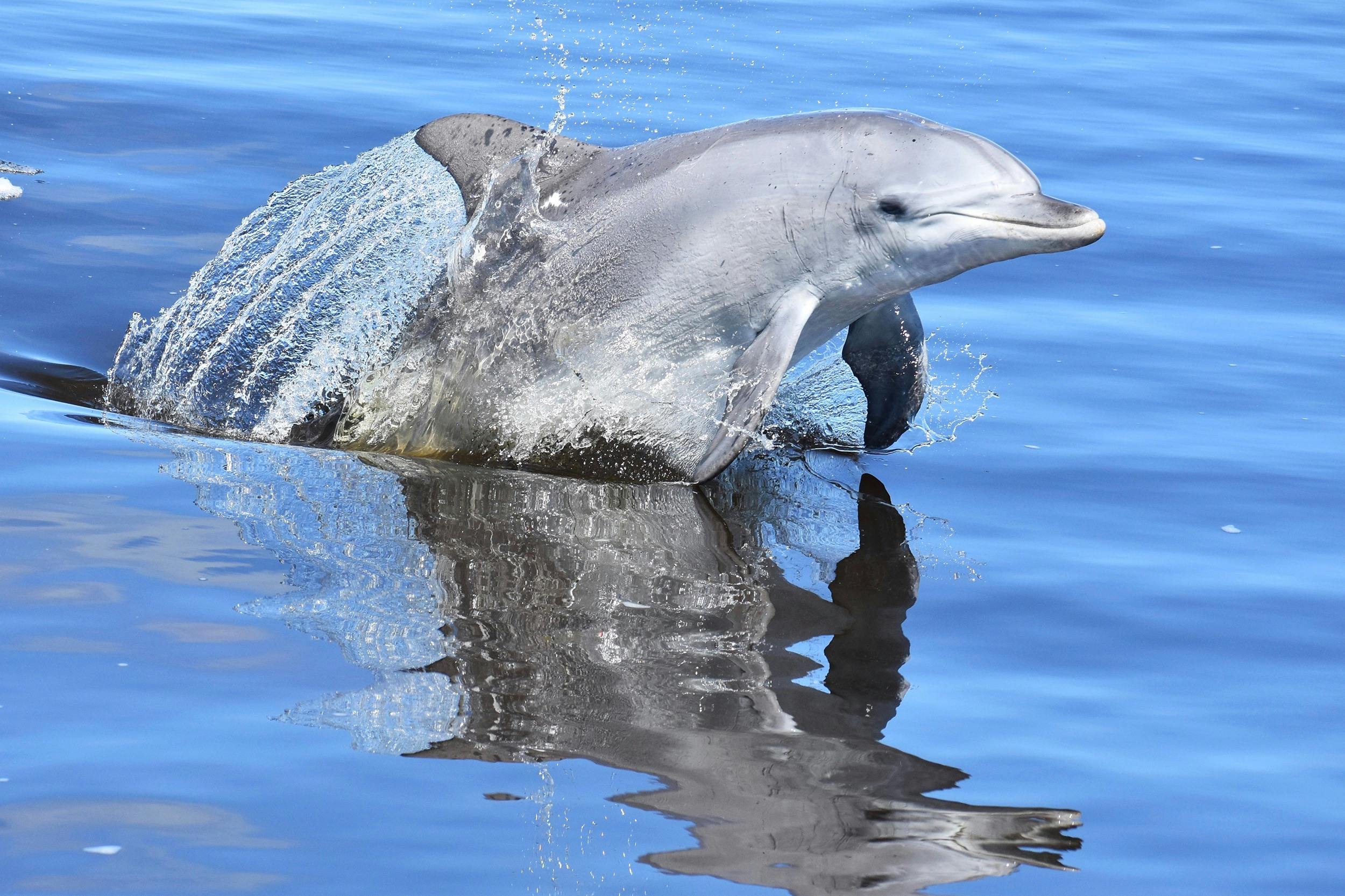 Indo-Pacific Bottlenose Dolphin