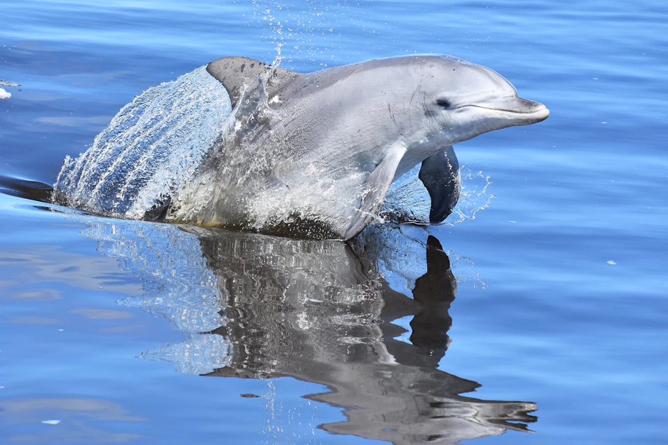 Indo-Pacific Bottlenose Dolphin