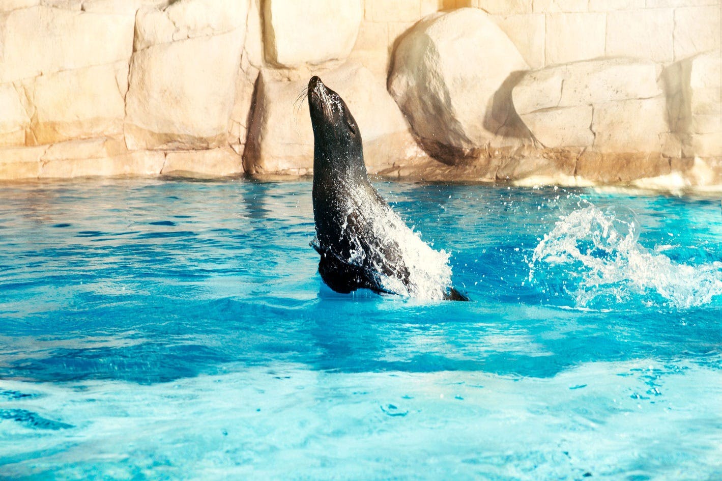 Atlantis The Palm - Dip & Play