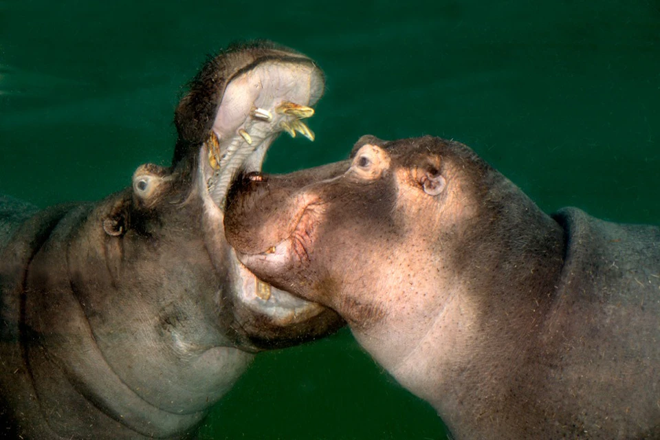 Hippos