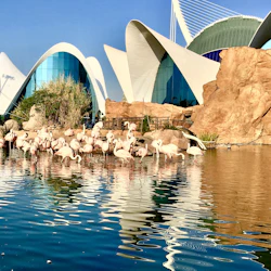 En grupp flamingos står i en reflekterande damm med moderna vita och blå byggnader och stora stenar i bakgrunden under en klar himmel.