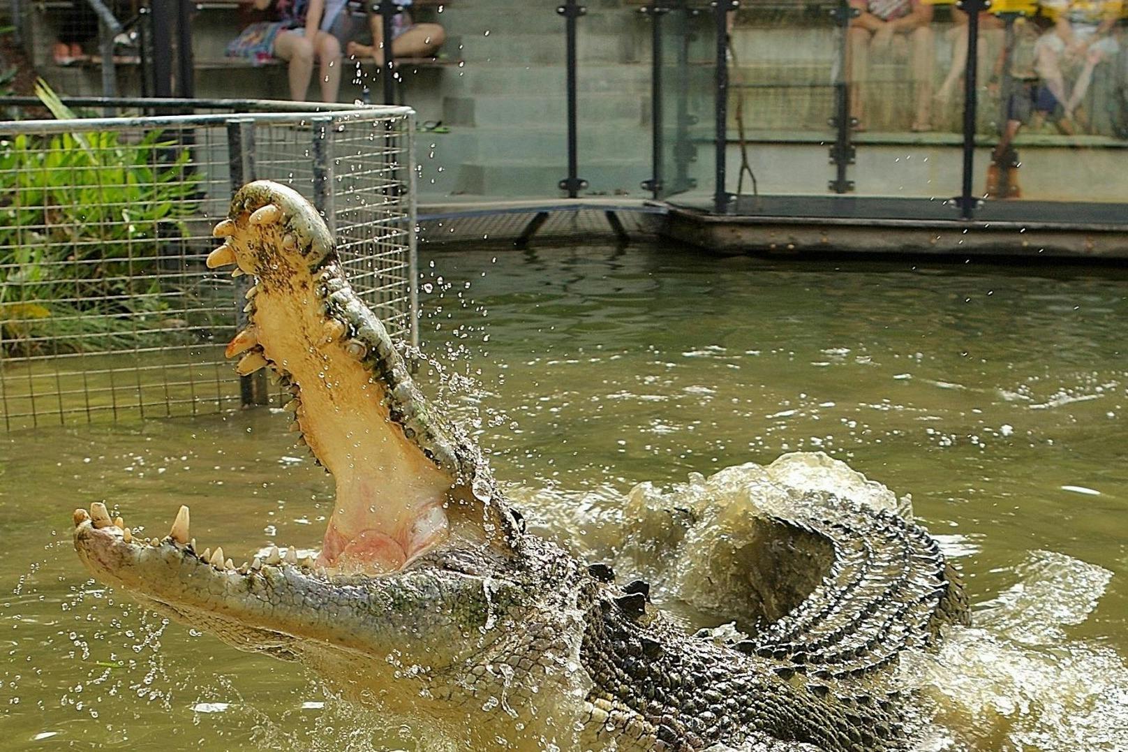 ハートリース・クロコダイル・アドベンチャー