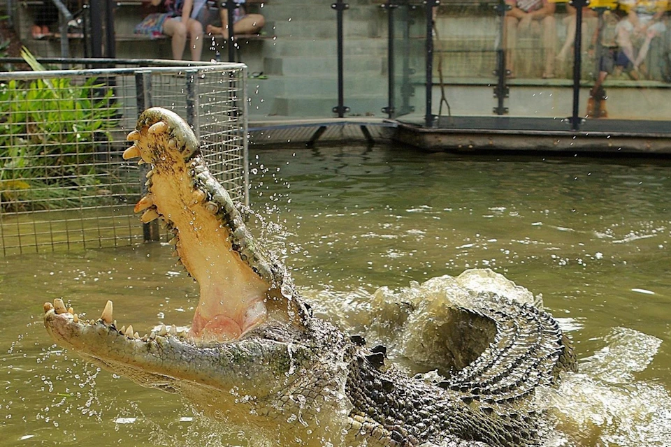 Hartley's Crocodile Adventures