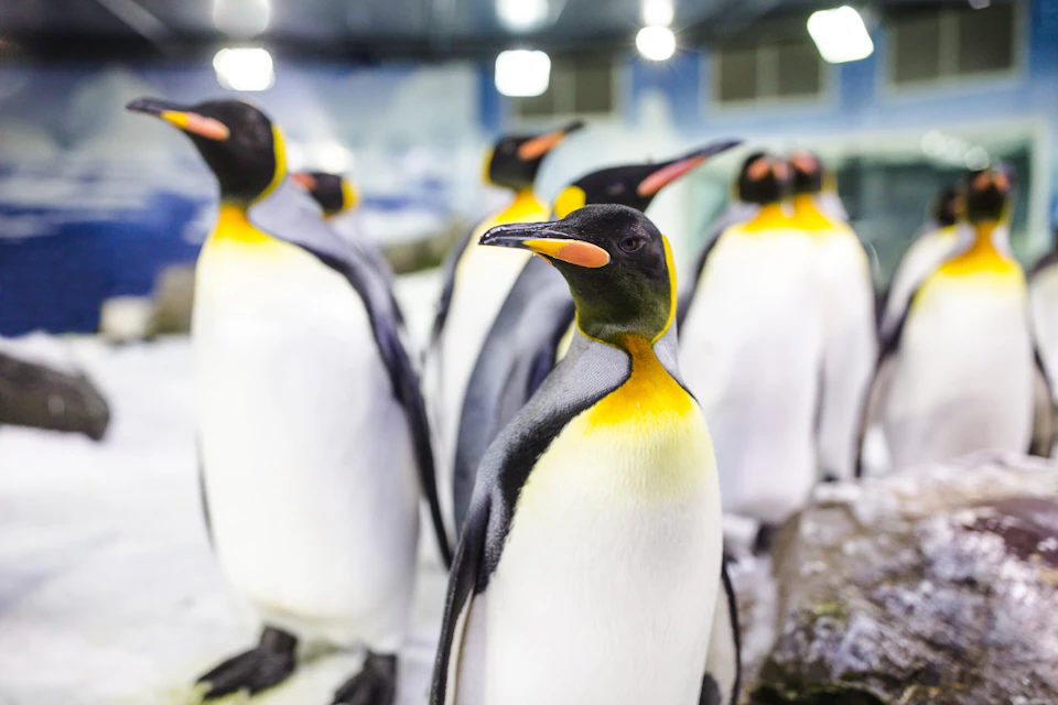 A group of emperor penguins standing on a snowy surface indoors with blurred background.