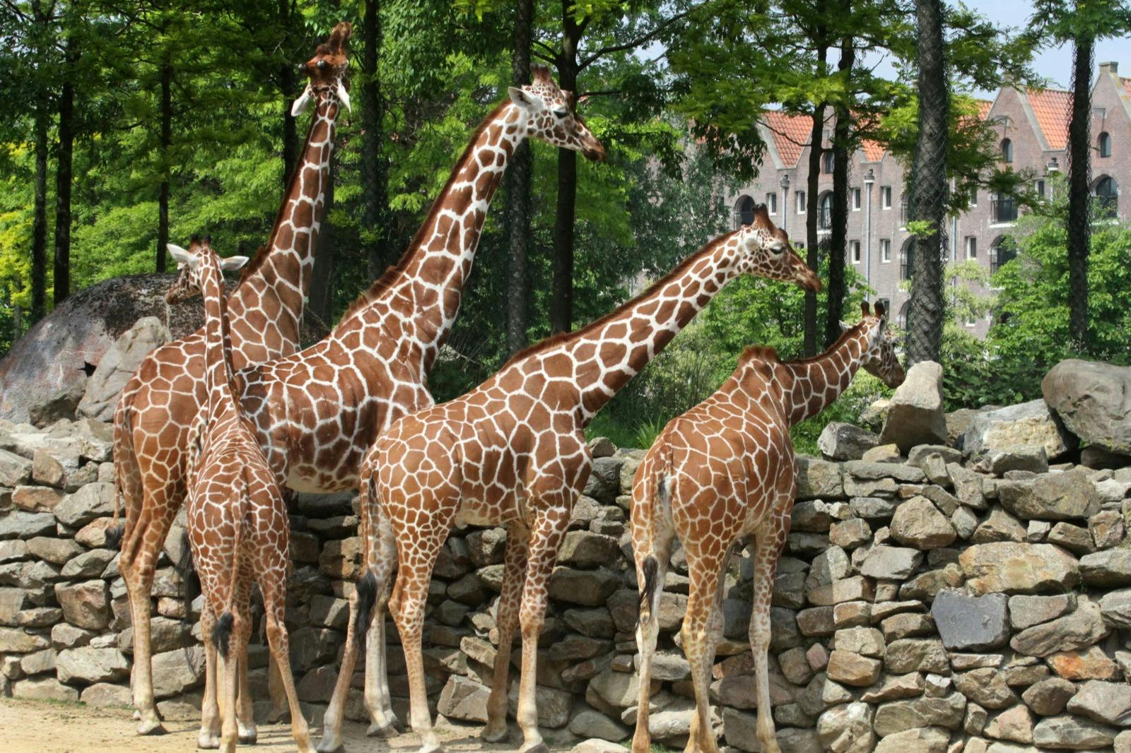 ARTIS Amsterdam Royal Zoo: Indgangsbillet