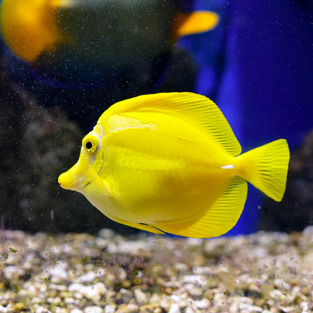 Acuario de Oniria: Entrada
