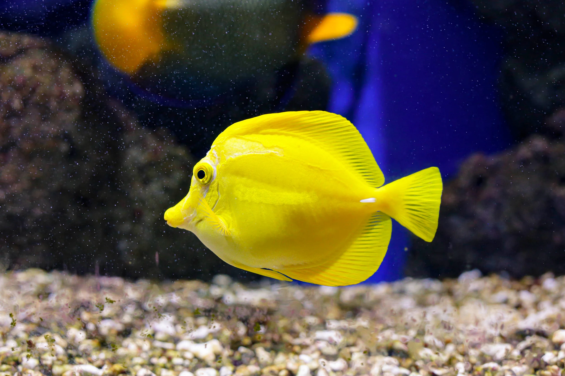 Aquarium ONIRIA