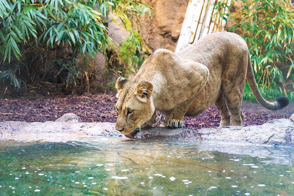 Loro Parque & Siam Park: Entry Ticket + Transfers 5