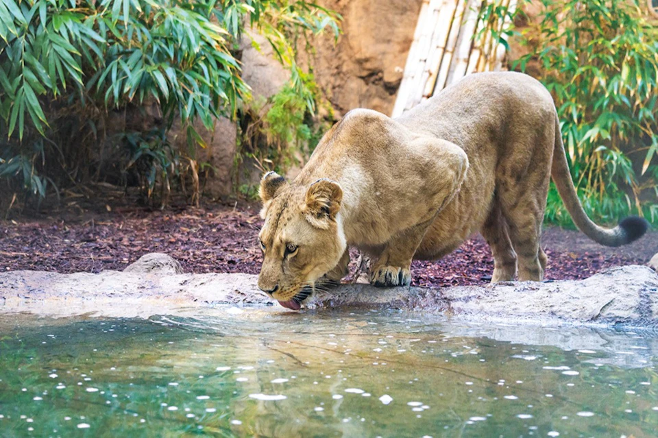 Loro Parque