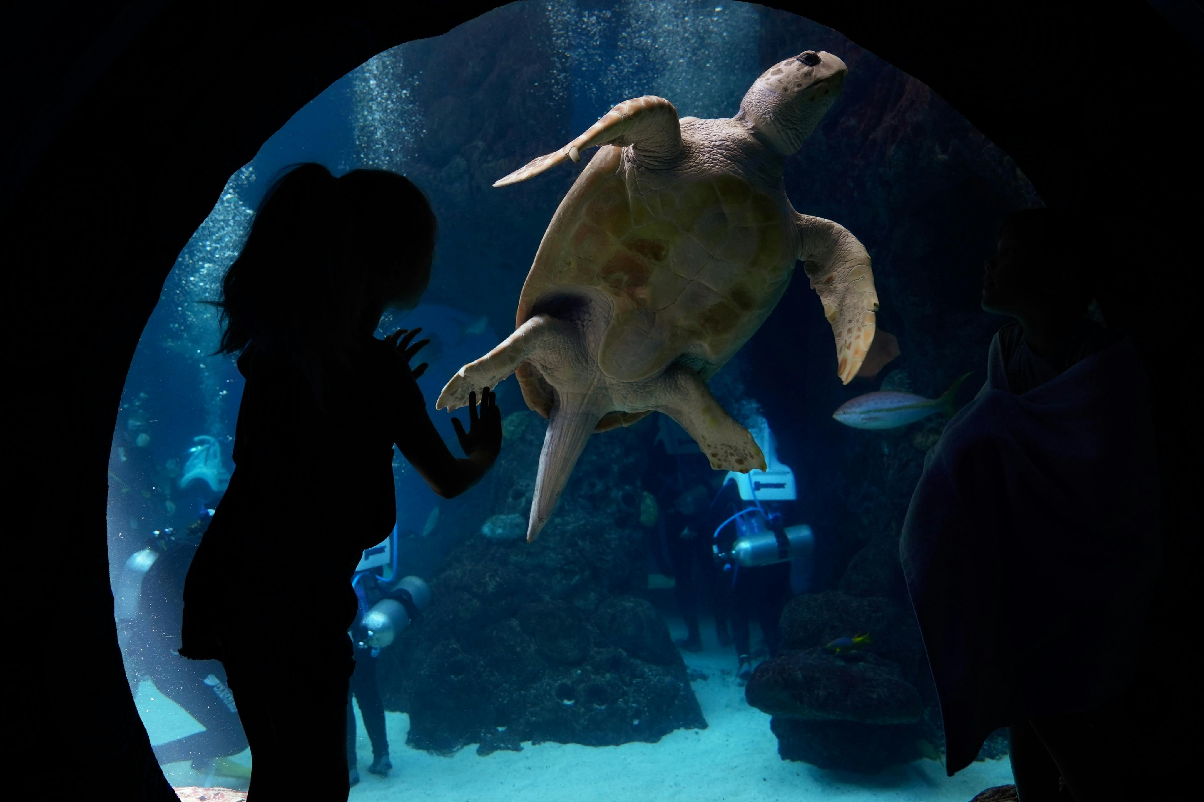 Une grande tortue de mer nage dans un aquarium sous le regard d'une personne derrière une vitre. Des plongeurs sont visibles à l'arrière-plan.