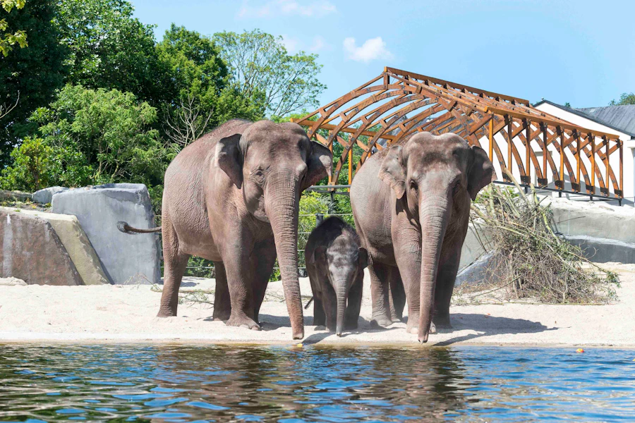 Tickets für den Artis Royal Zoo in Amsterdam