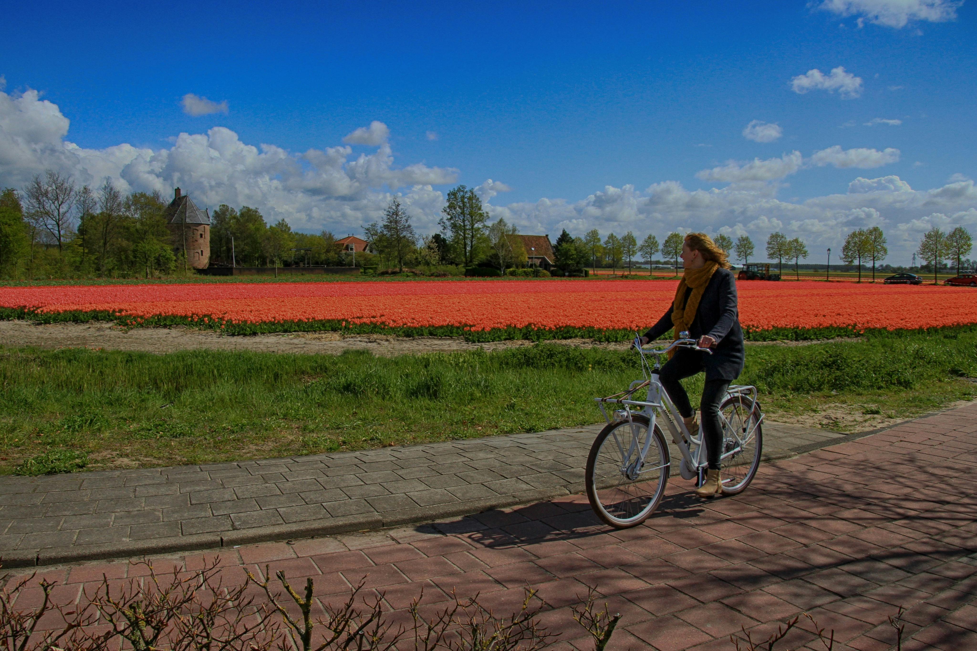 A person riding a bike on a sunny day near a vibrant red tulip field, with trees and a building in the background.
