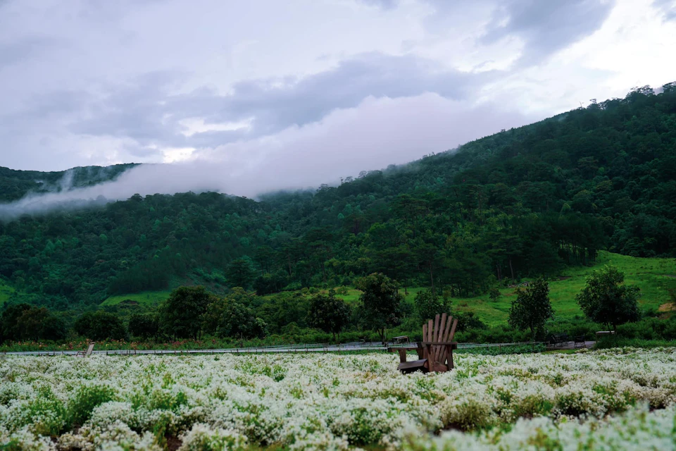 A wooden chair in a field of white flowers with a forested hill and cloudy sky in the background.