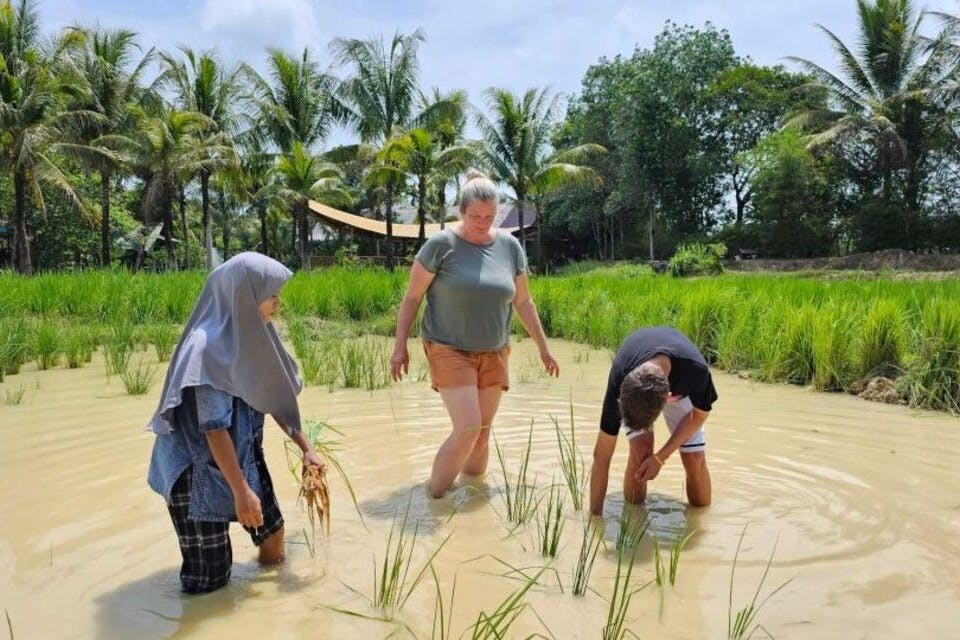 Μάθε για τις τεχνικές συγκομιδής που κάνουν το ρύζι βασικό συστατικό της ασιατικής κουζίνας.