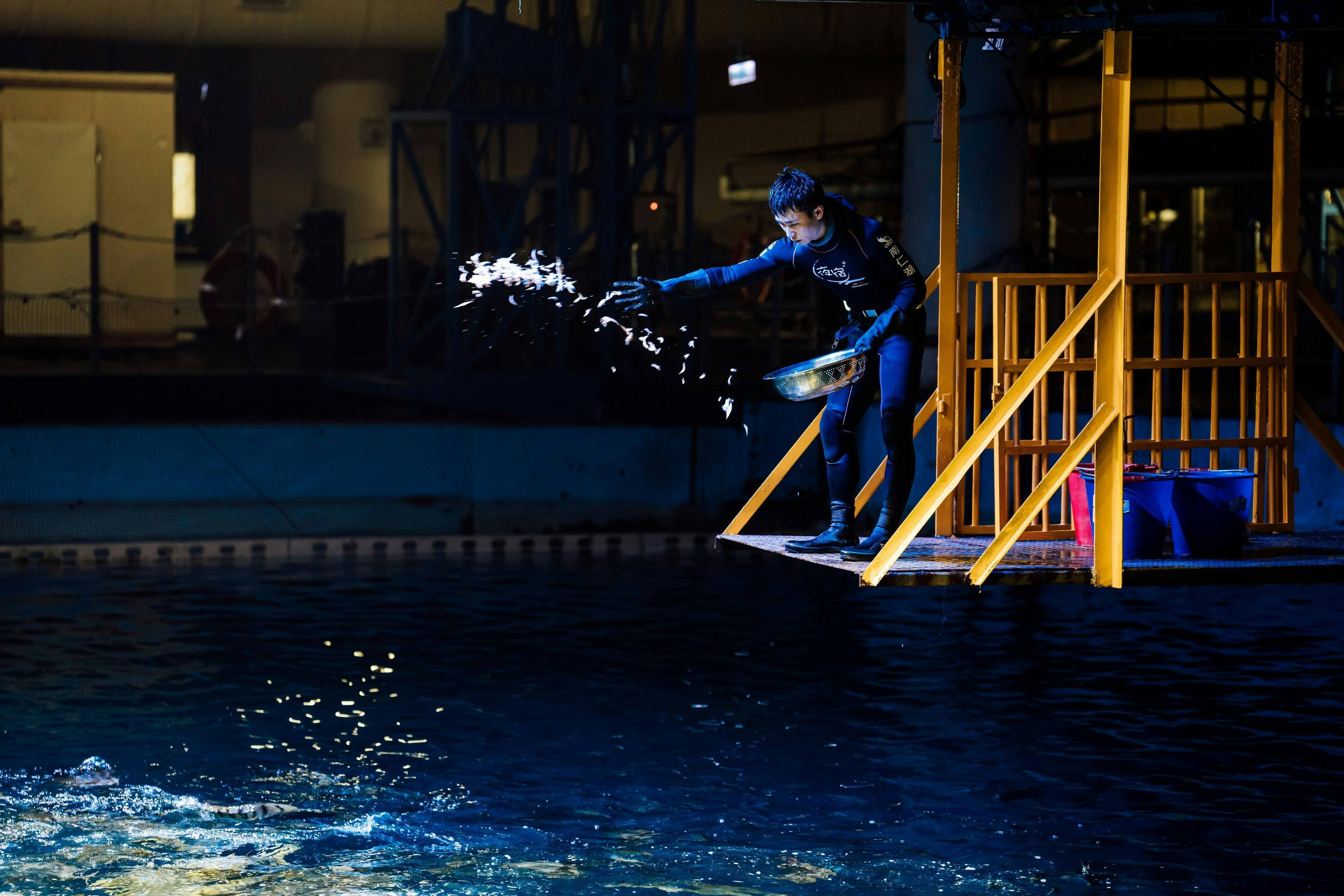 A person in a wetsuit feeding fish from a platform above a pool in an indoor setting with dim lighting.