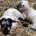 Baby Lambs 