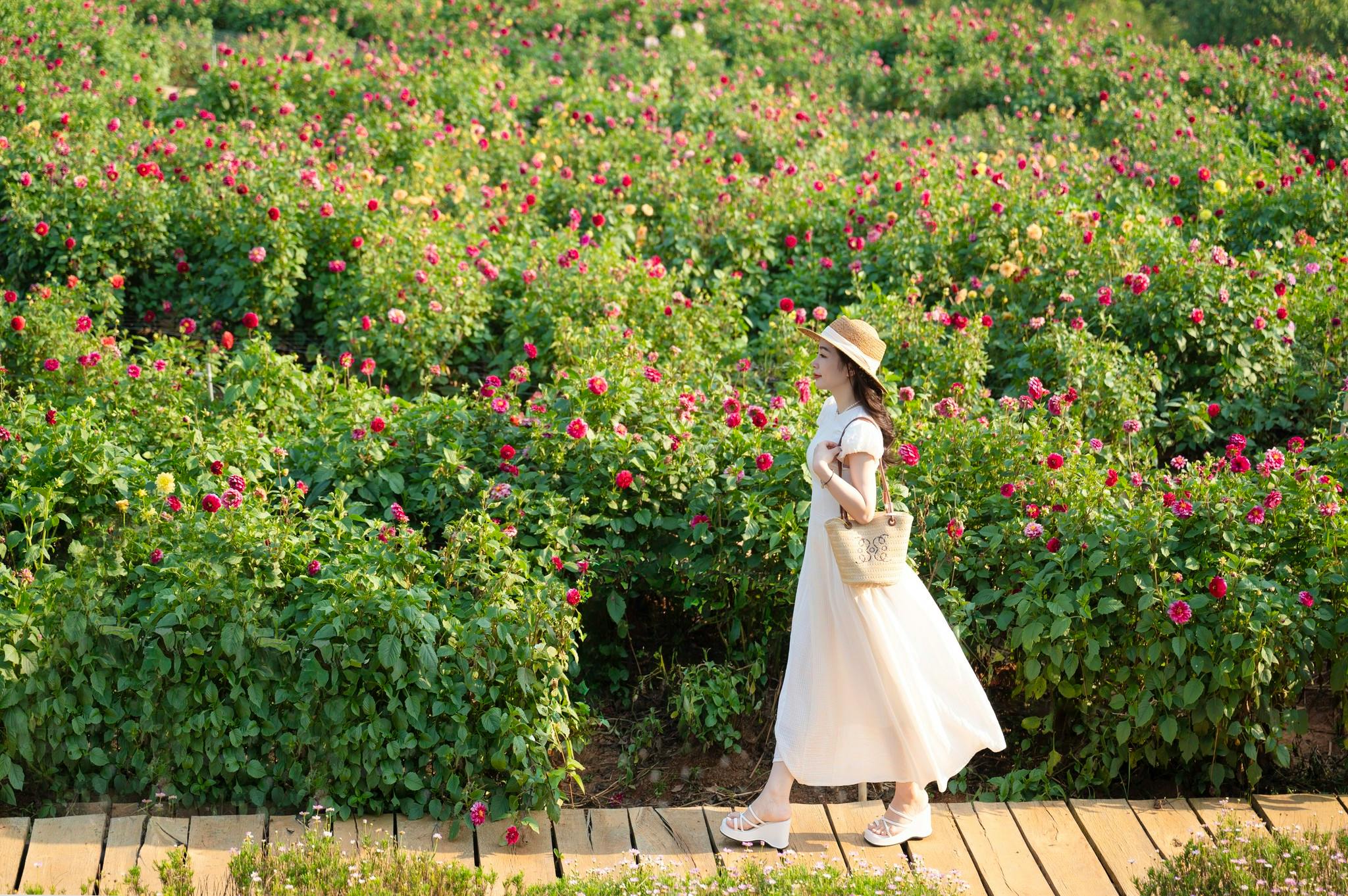 A woman in a white dress and hat walks on a wooden path through a vibrant flower garden.