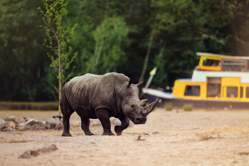 Boat Safari & Rhinoceros