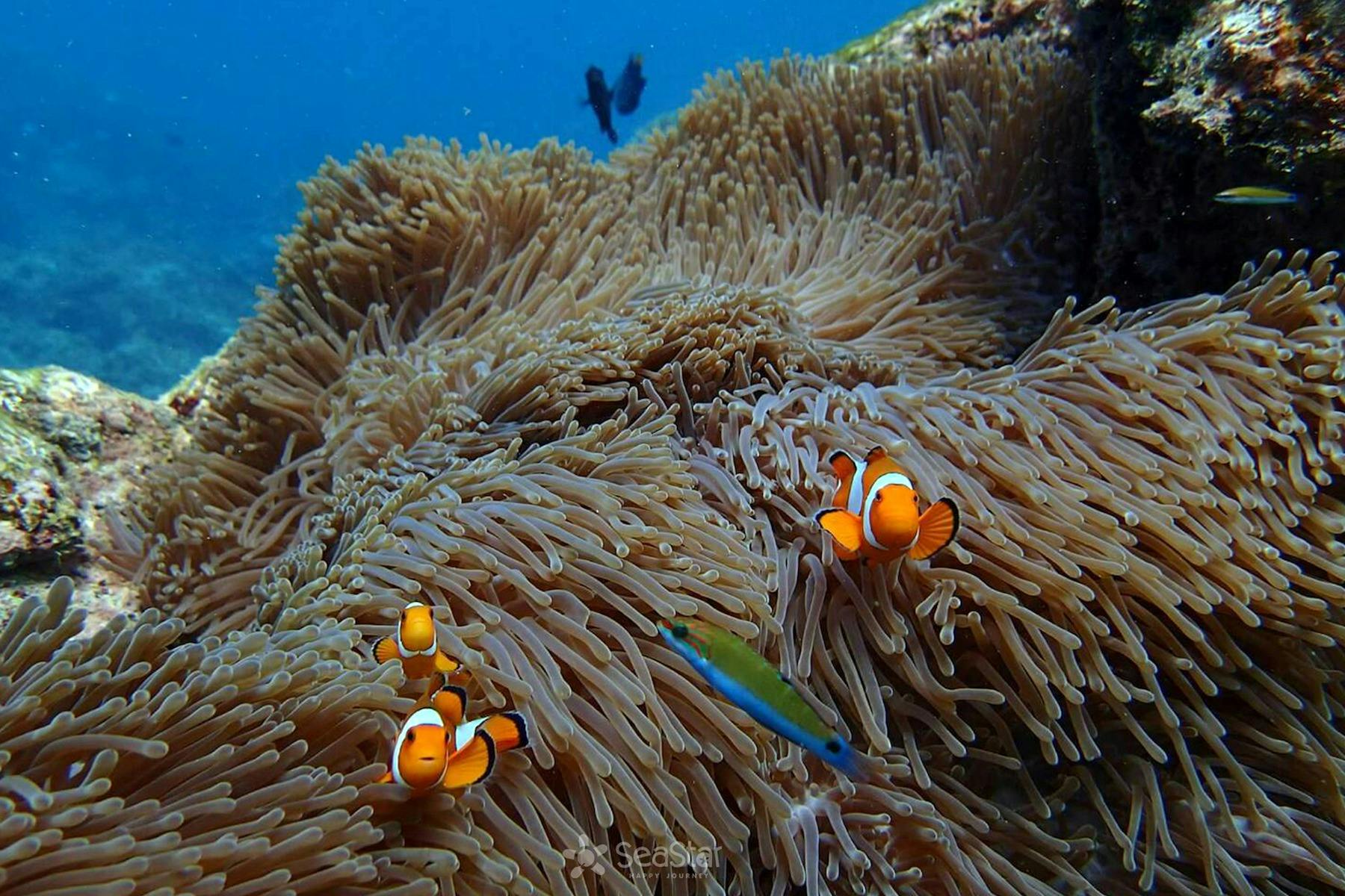 Snorkel and discover an underwater paradise
