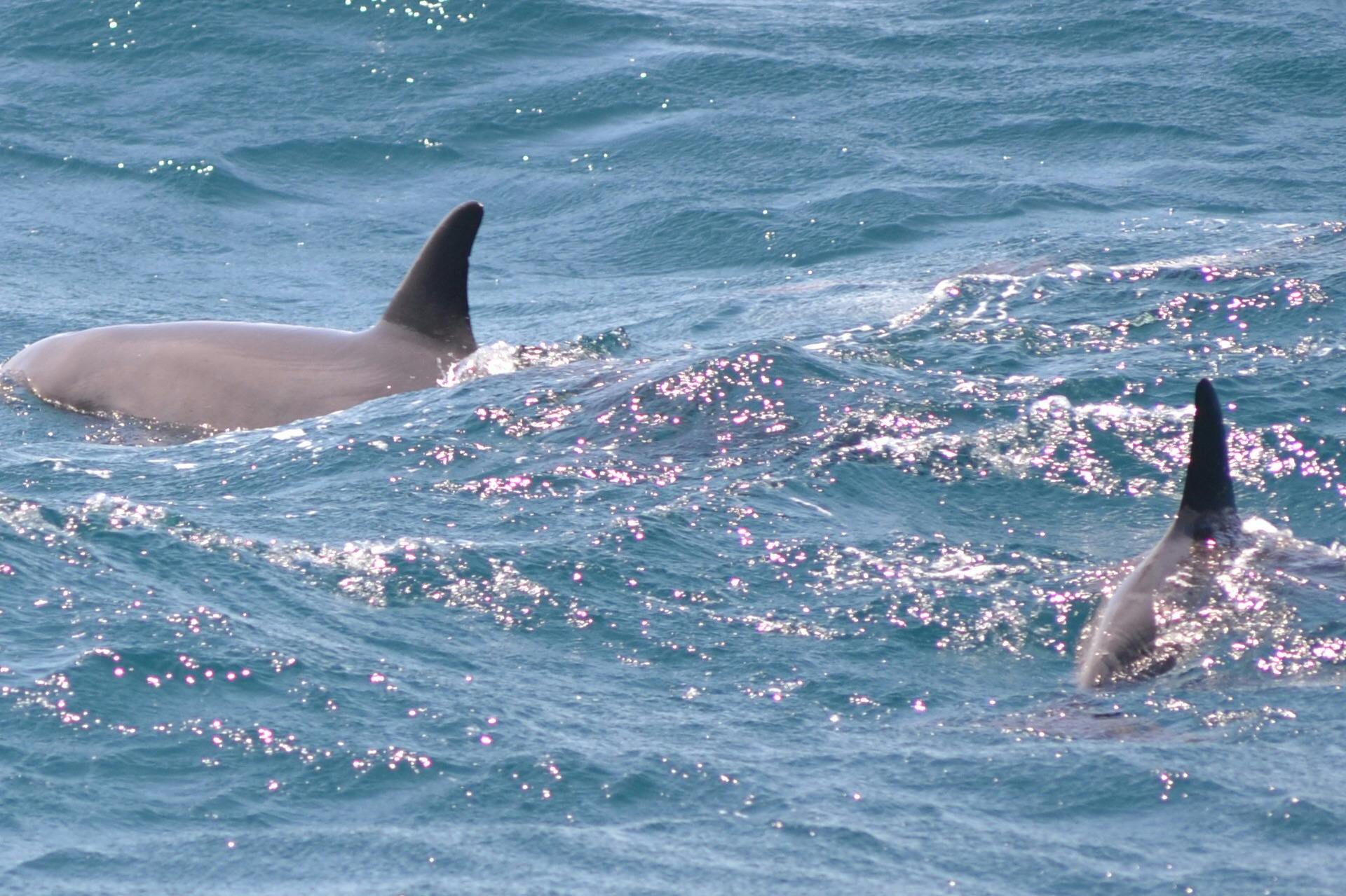 Dolphin House Royal VIP Sea Trip Water Sports Transfer HURGHADA