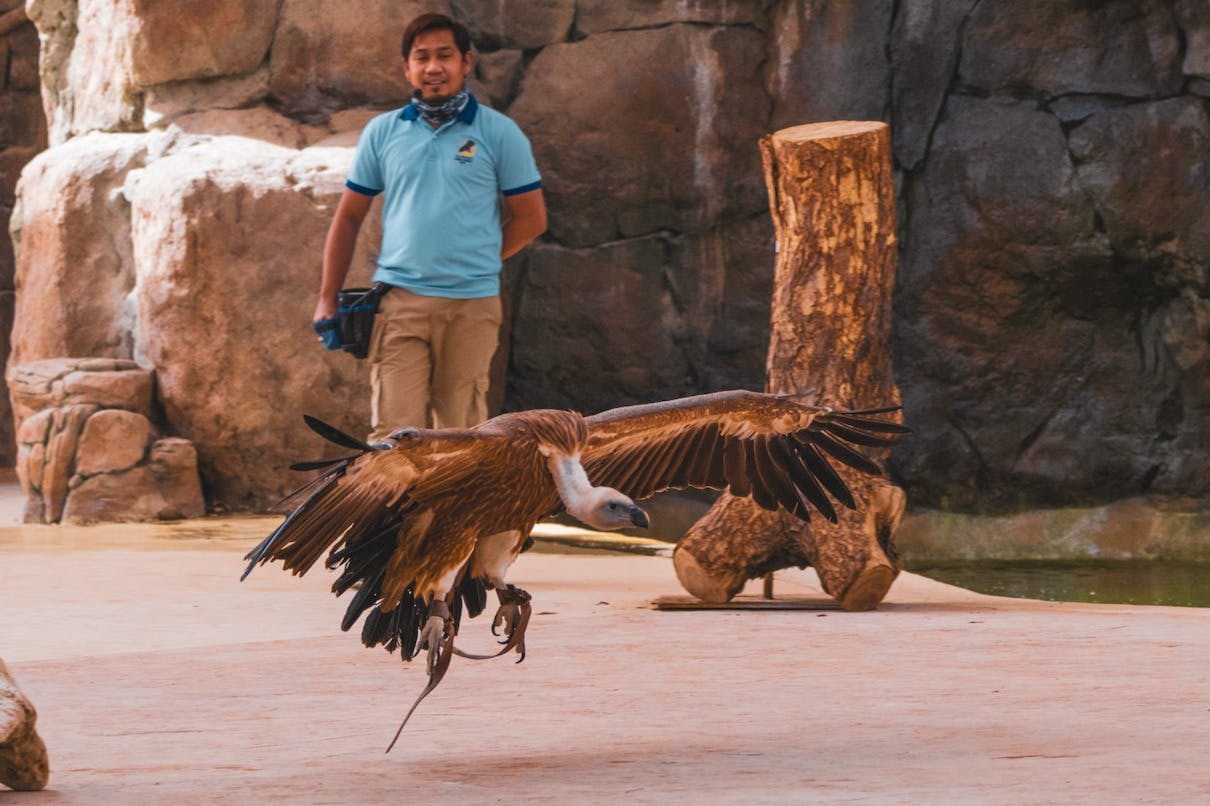 A large bird with outstretched wings flying near a person in a blue shirt; rocky background and wooden elements visible.