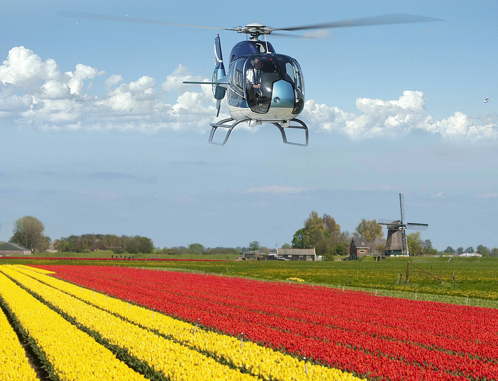 Foto des Hubschraubers über dem Tulpenfeld