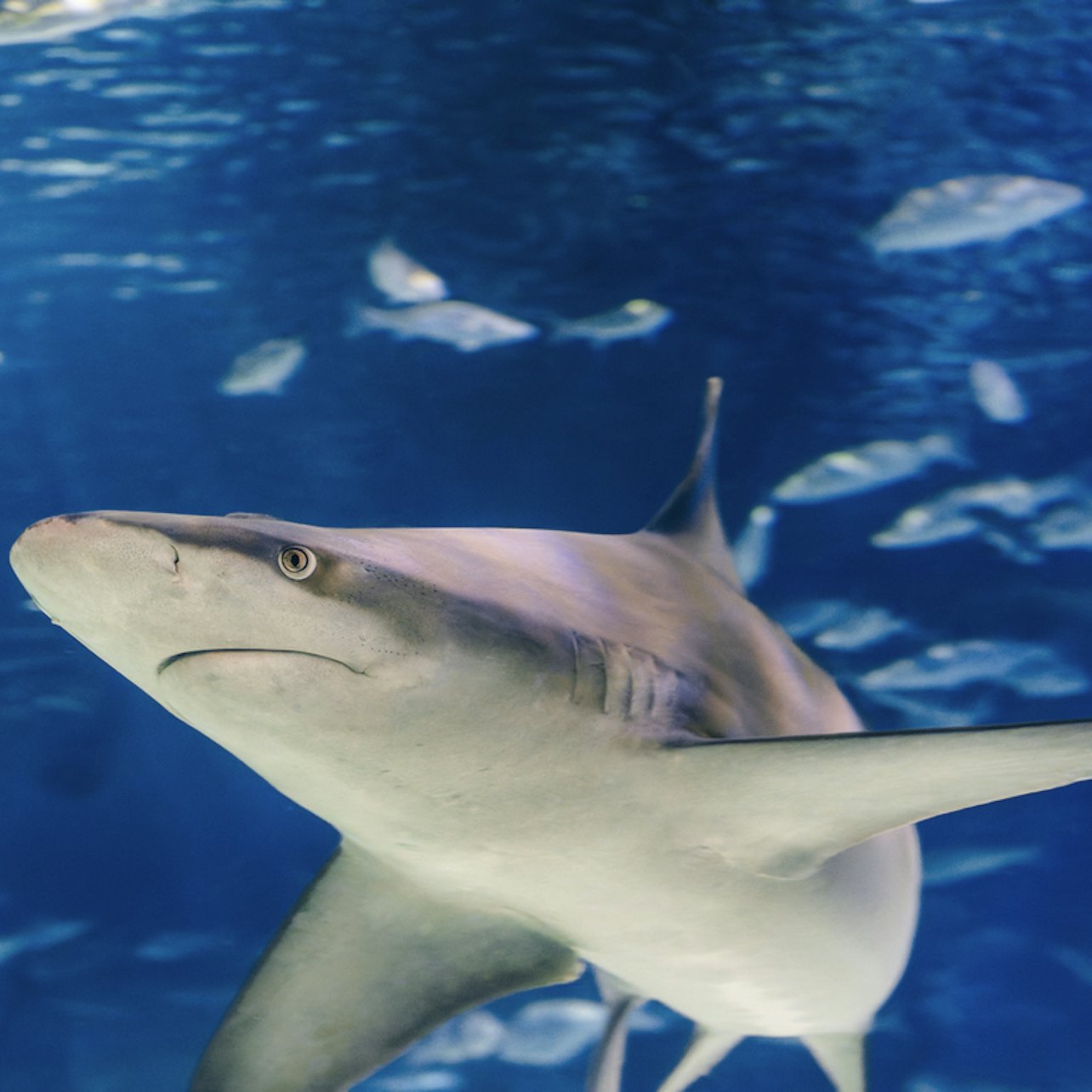 Barcelona Aquarium: Entry Ticket in Barcelona β Tiqets