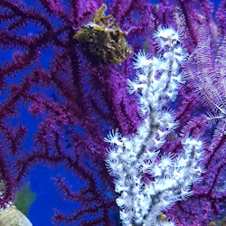 Vasca delle Gorgonie