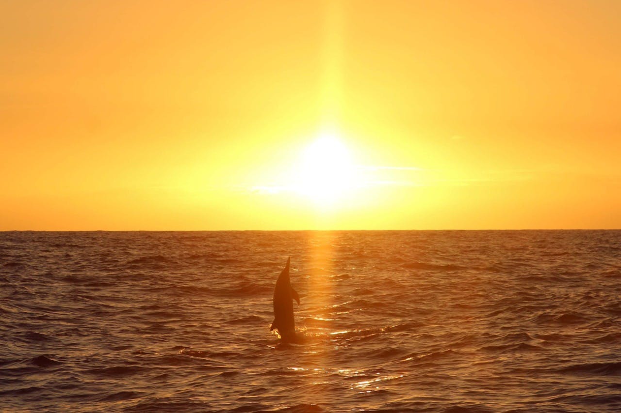 Oahu: Crociera guidata al tramonto con osservazione dei delfini + snorkeling + buffet — 2
