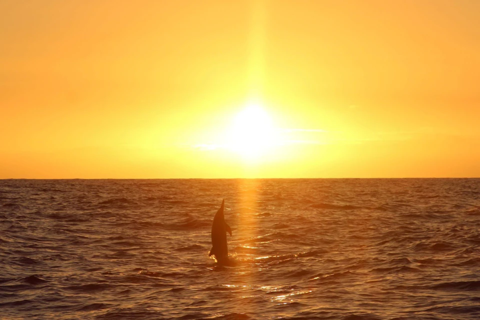 A dolphin jumping out of the water at sunset, with the ocean reflecting the orange and golden hues of the sky.
