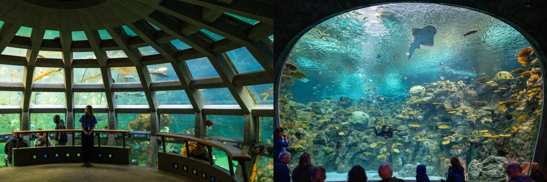 물고기, 산호, 다이버 등 대형 수족관 창문을 통해 해양 생물을 관찰하는 사람들.