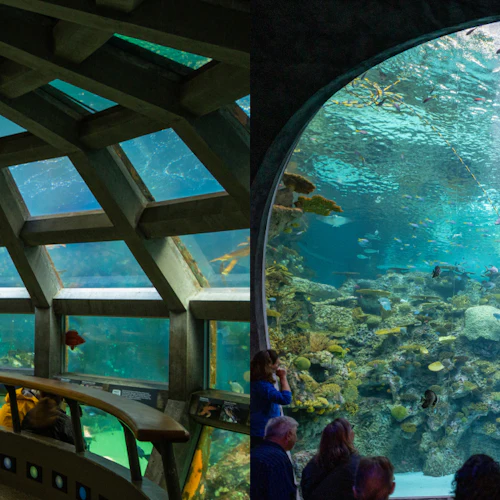 Seattle Aquarium: Entry Ticket