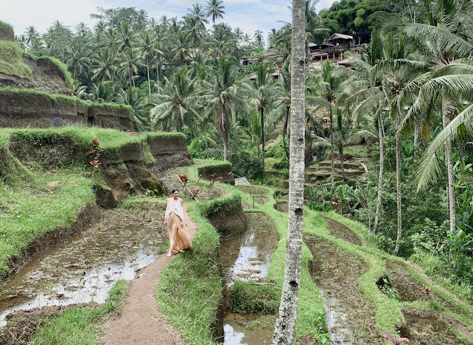 Woman walking on a dirt path through lush terraced rice paddies with tall palm trees in the background.