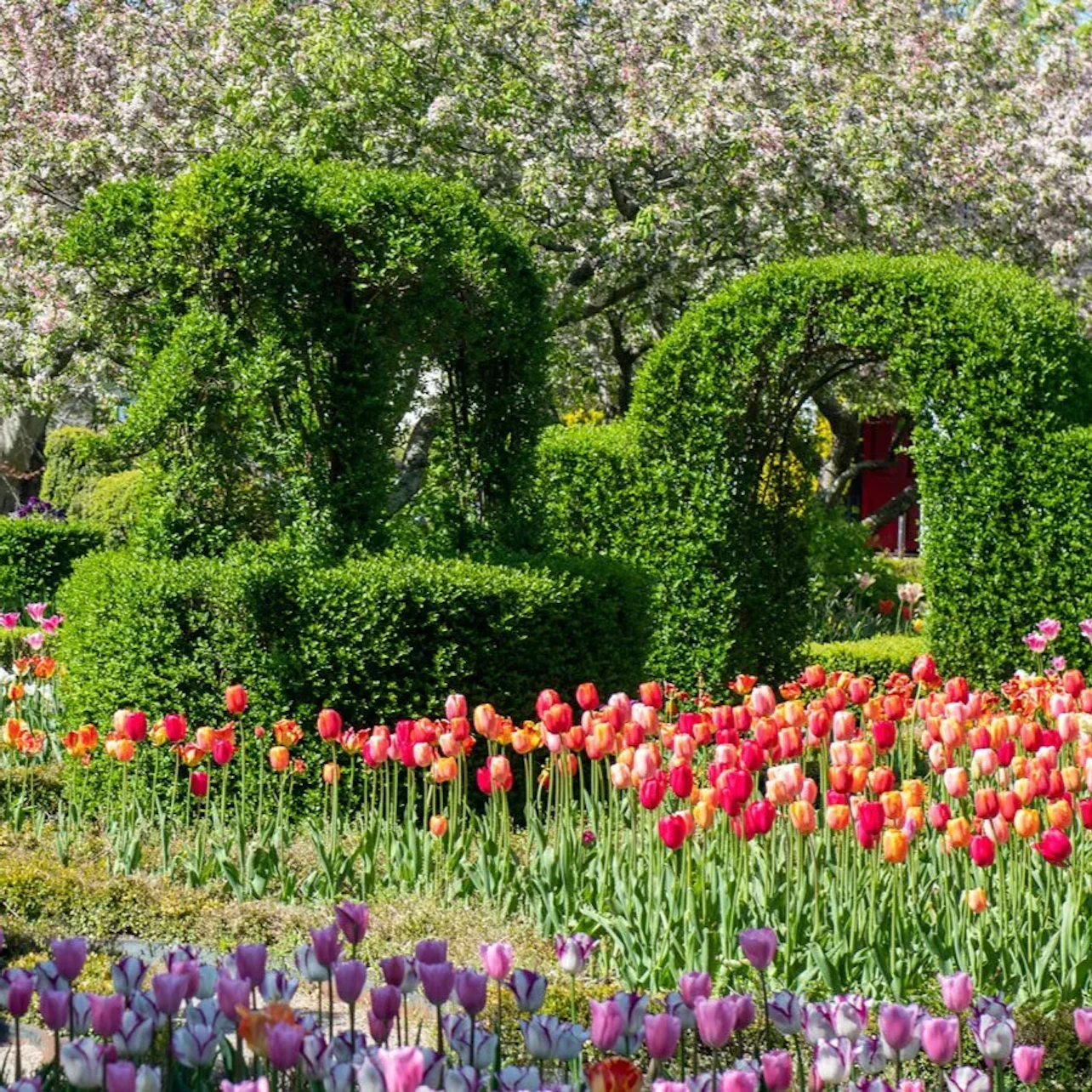 A garden with sculpted hedges and rows of vibrant tulips in various colors, with trees in the background.