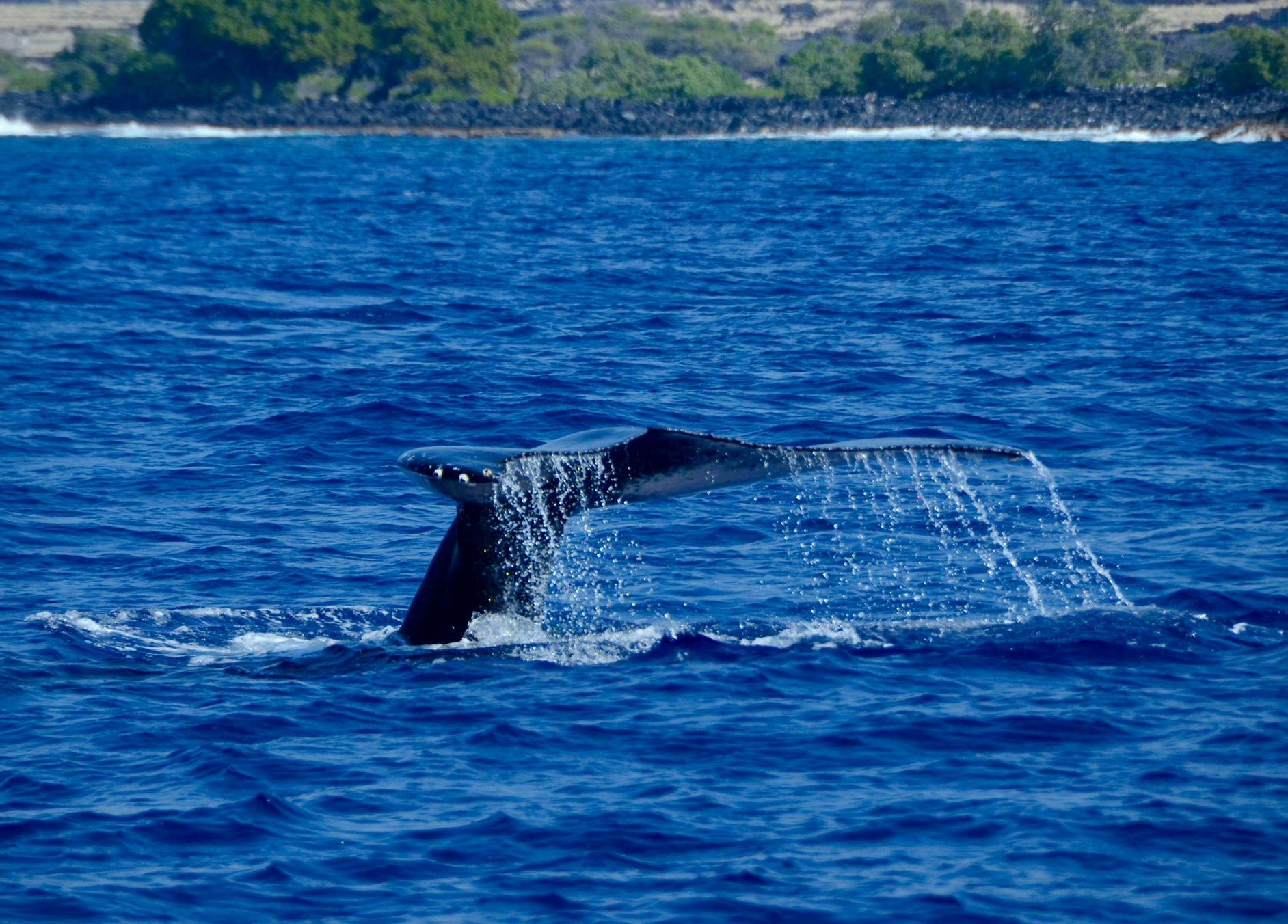 Kealakekua Bay: Ocean Safari Snorkel, Dolphin & Whale Watch - Photo 4