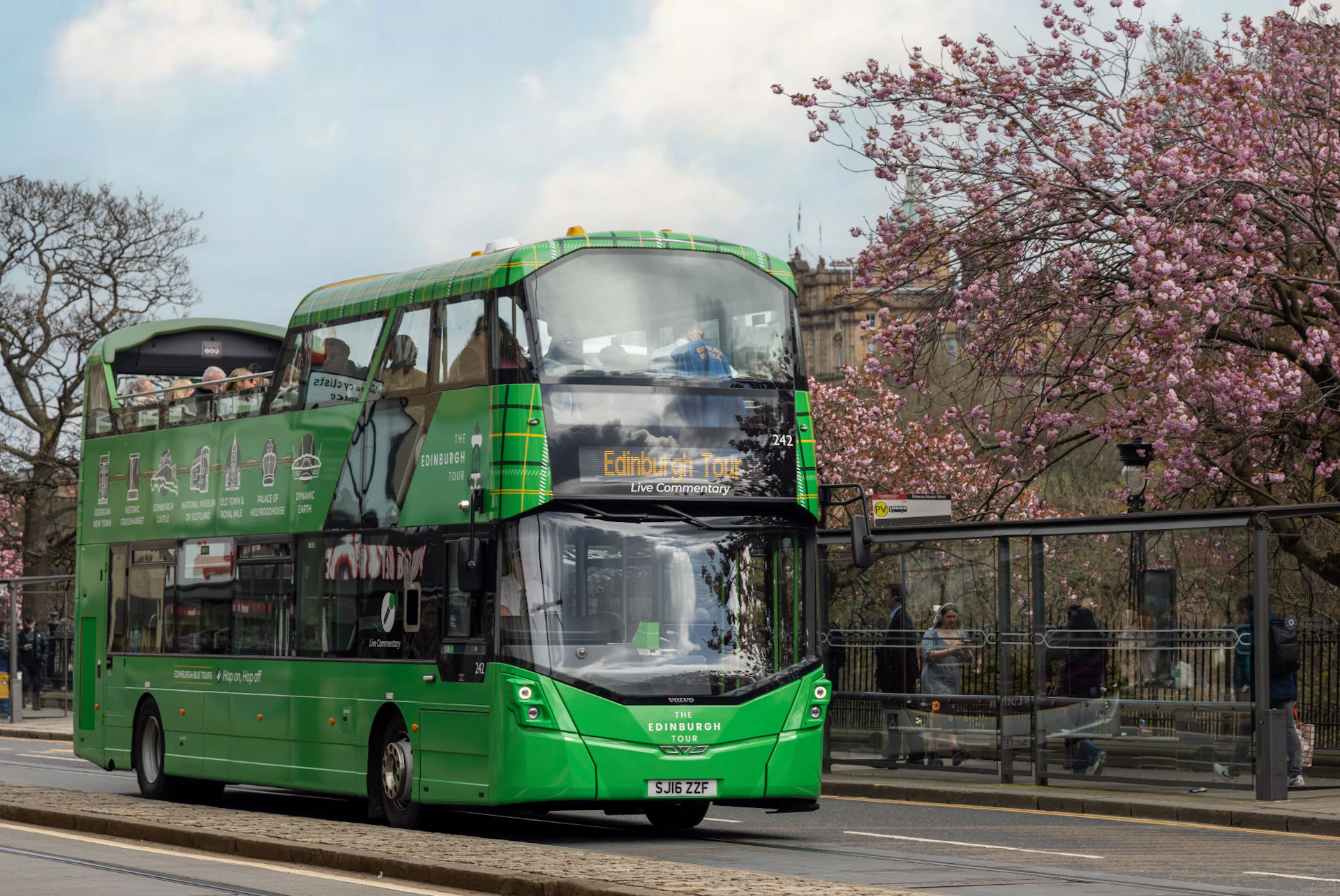 A green double-decker tour bus drives by a bus stop, with blooming cherry blossoms in the background.