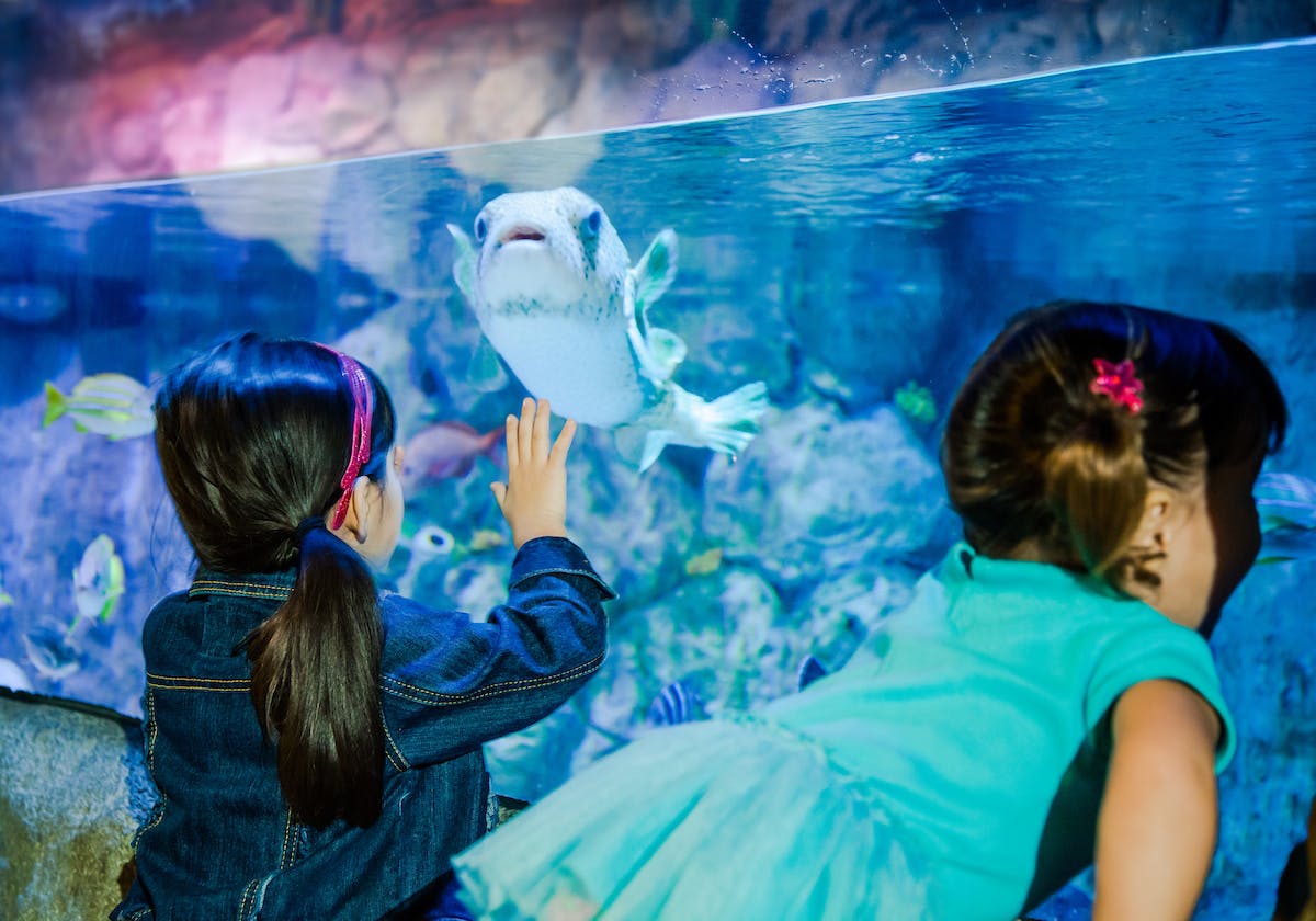 SEA LIFE Michigan & Peppa Pig World of Play: Entry Ticket 3