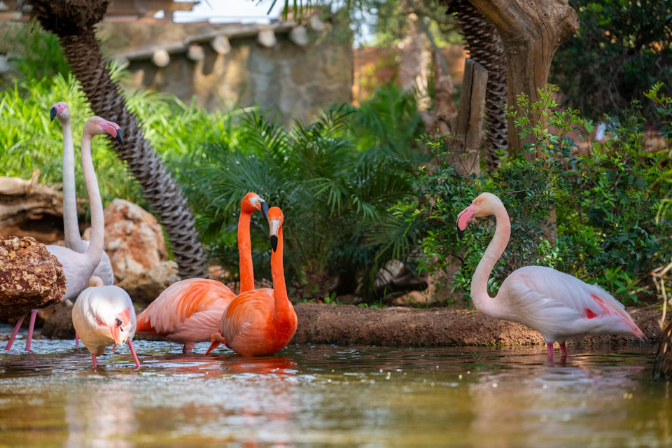 A group of flamingos standing and wading in a shallow pond surrounded by lush greenery and stone structures.