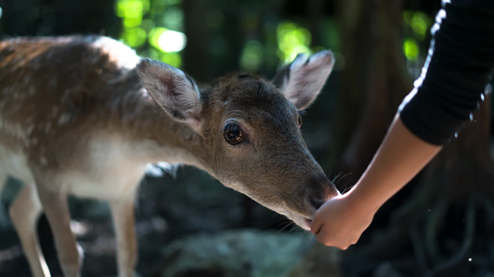 A deer being fed by a person's hand in a forest with sunlight filtering through the trees.