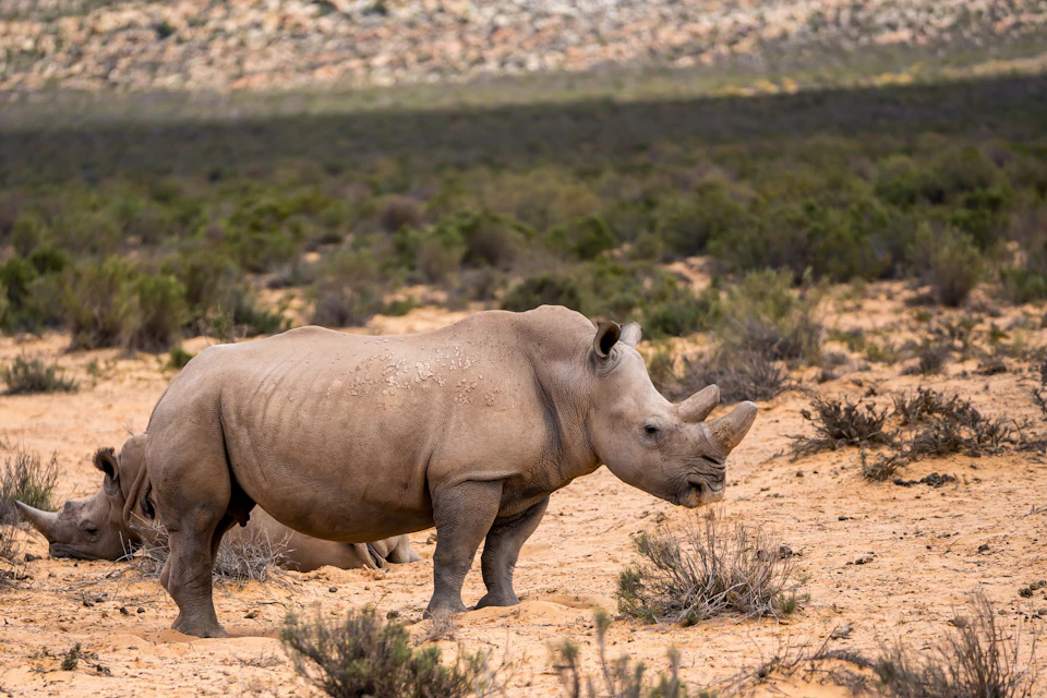 Rhino at Aquila Game Reserve.