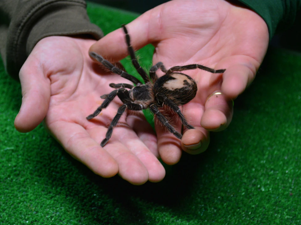 Person holding a large tarantula with two hands over a green surface.