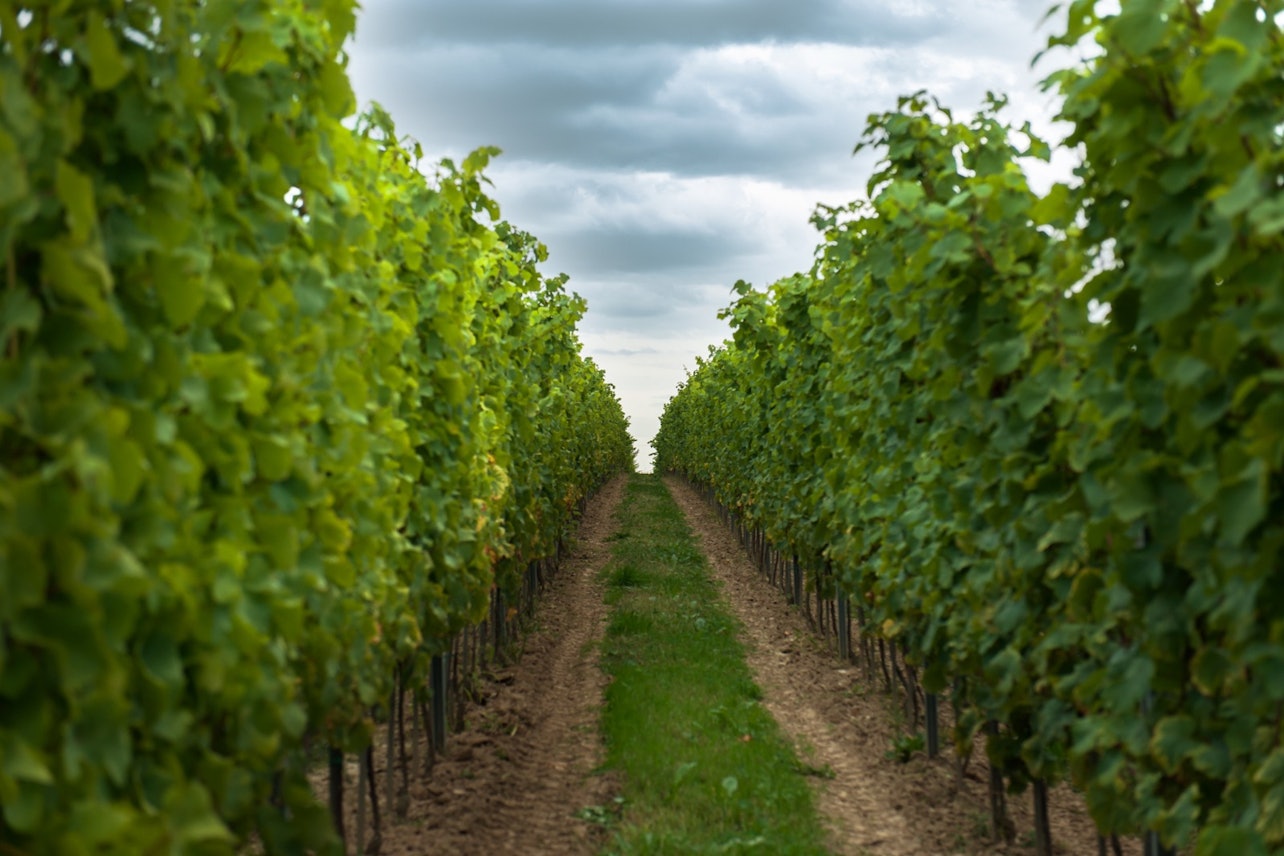 De Cracóvia: Degustação de vinhos na Wieliczka Vineyard - Acomodações em Cracóvia