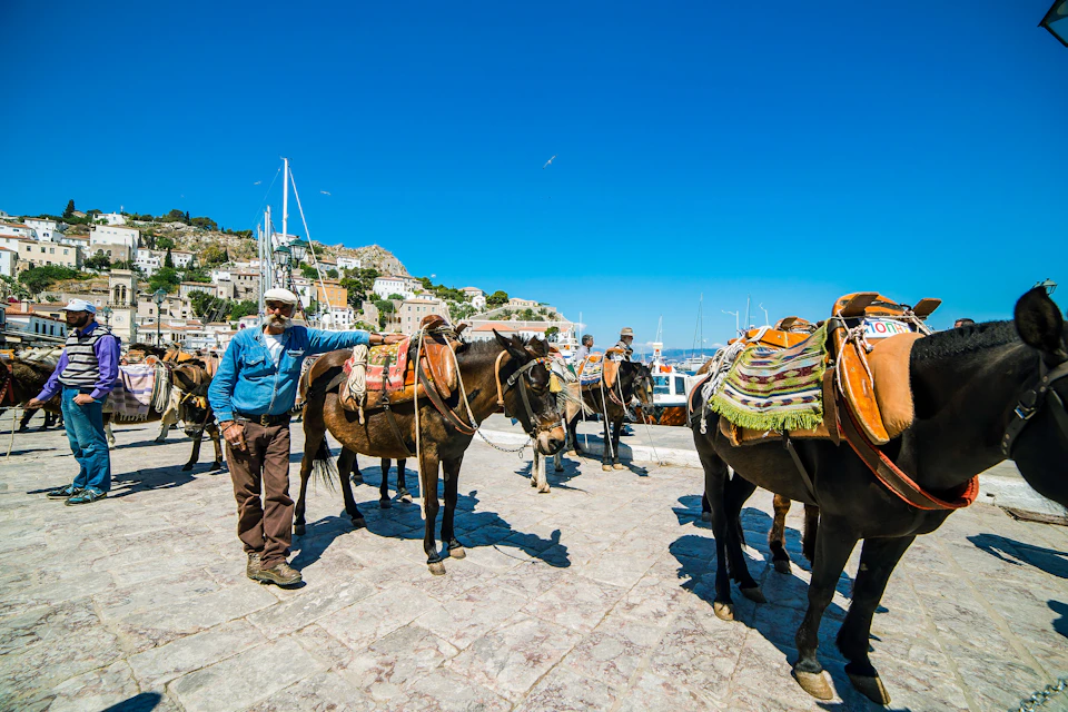 HYDRA DONKEYS