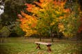 Fall colors ablaze in Filoli's Orchard